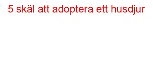 5 skäl att adoptera ett husdjur