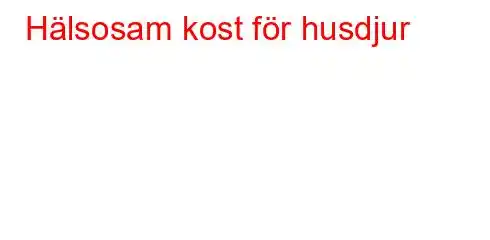 Hälsosam kost för husdjur