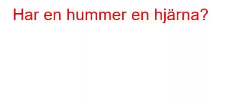 Har en hummer en hjärna?