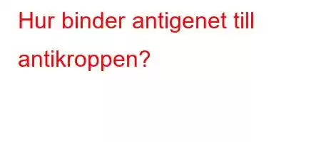 Hur binder antigenet till antikroppen?