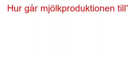 Hur går mjölkproduktionen till