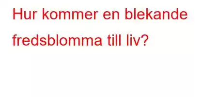 Hur kommer en blekande fredsblomma till liv?