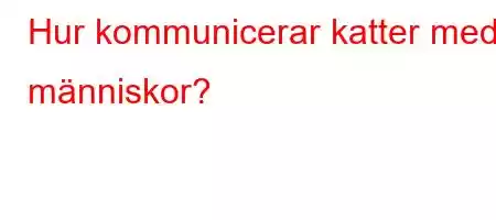 Hur kommunicerar katter med människor