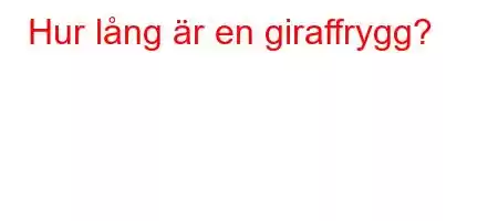 Hur lång är en giraffrygg?