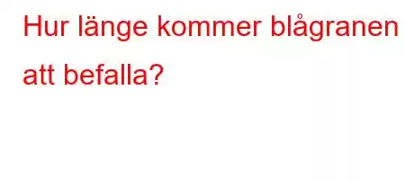 Hur länge kommer blågranen att befalla?