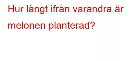 Hur långt ifrån varandra är melonen planterad?