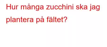 Hur många zucchini ska jag plantera på fältet?