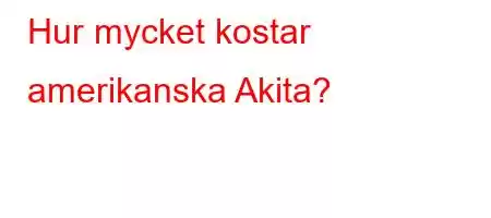 Hur mycket kostar amerikanska Akita