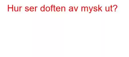 Hur ser doften av mysk ut?