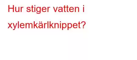 Hur stiger vatten i xylemkärlknippet?