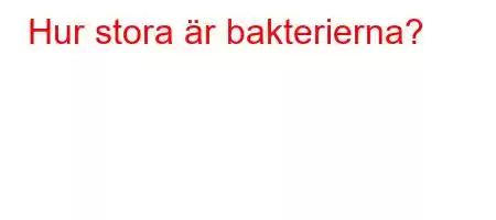 Hur stora är bakterierna?