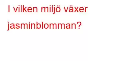 I vilken miljö växer jasminblomman?