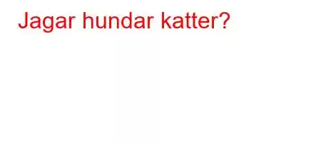 Jagar hundar katter?