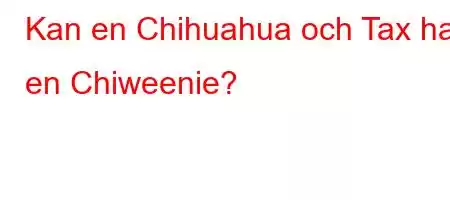 Kan en Chihuahua och Tax ha en Chiweenie?