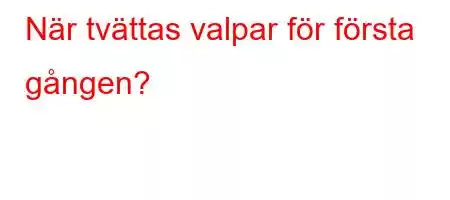 När tvättas valpar för första gången