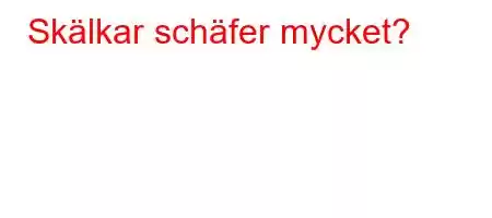 Skälkar schäfer mycket?