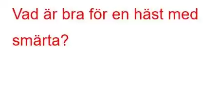 Vad är bra för en häst med smärta?