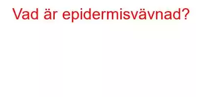 Vad är epidermisvävnad?