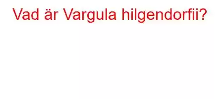 Vad är Vargula hilgendorfii?