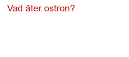 Vad äter ostron?