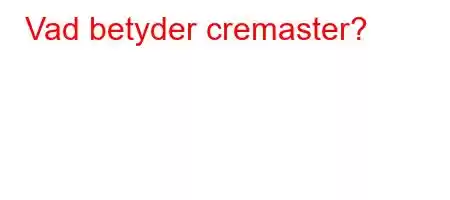 Vad betyder cremaster?