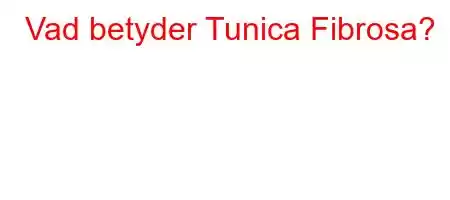 Vad betyder Tunica Fibrosa