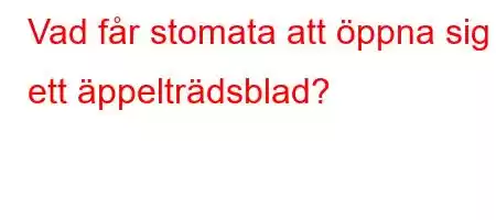 Vad får stomata att öppna sig i ett äppelträdsblad?