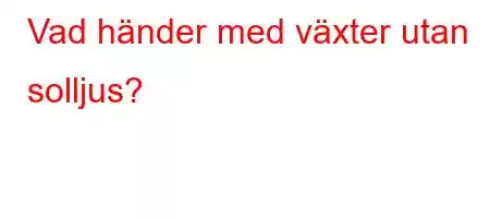 Vad händer med växter utan solljus?