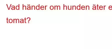 Vad händer om hunden äter en tomat?