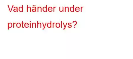 Vad händer under proteinhydrolys?