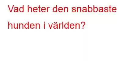 Vad heter den snabbaste hunden i världen