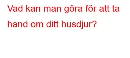 Vad kan man göra för att ta hand om ditt husdjur