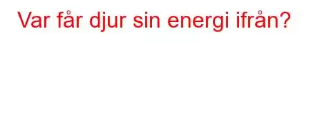 Var får djur sin energi ifrån?