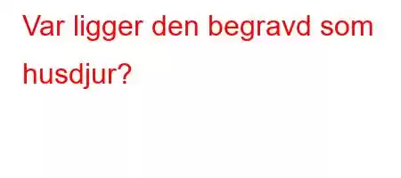 Var ligger den begravd som husdjur?