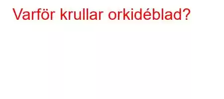 Varför krullar orkidéblad?