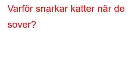 Varför snarkar katter när de sover?