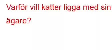 Varför vill katter ligga med sin ägare?