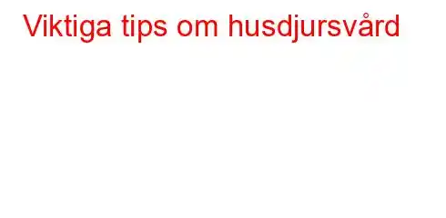 Viktiga tips om husdjursvård