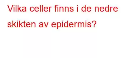 Vilka celler finns i de nedre skikten av epidermis