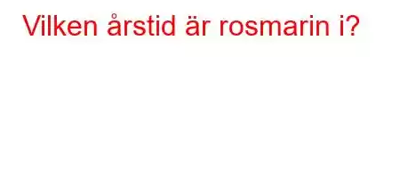 Vilken årstid är rosmarin i