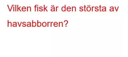 Vilken fisk är den största av havsabborren